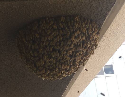 ミツバチ分蜂駆除共用廊下